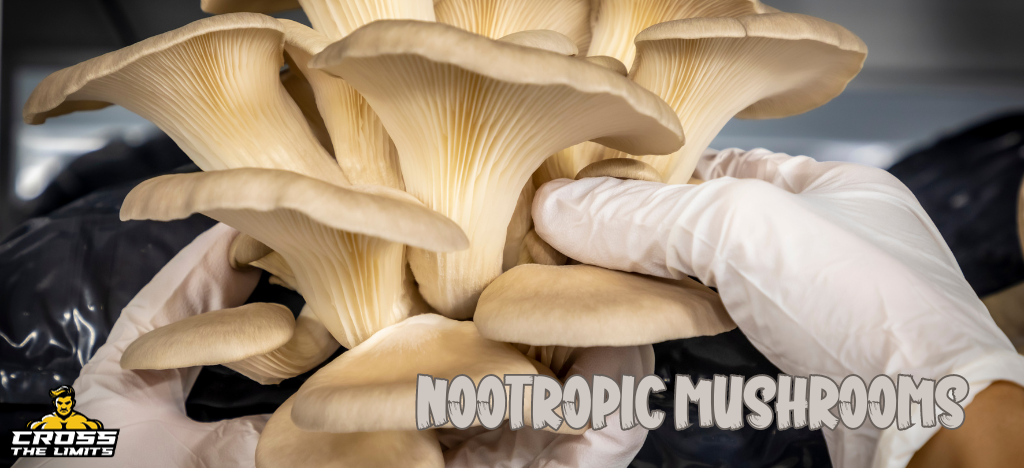 blog.nootropic-mushrooms