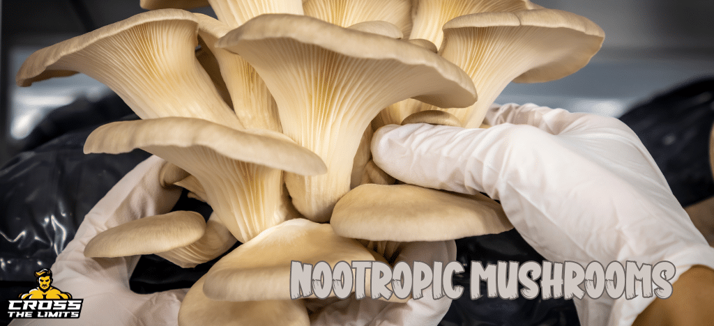 blog.nootropic-mushrooms