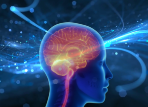 Digital illustration of a human brain glowing inside a transparent head silhouette against a futuristic blue background filled with neural pathways, light streams, and abstract data connections. The image symbolises cognitive performance, memory, focus, neuroplasticity, brain health, learning, mental clarity, productivity, neuroscience, and advanced nootropics. Frequently used to represent Semax peptide, cognitive enhancement, neuroprotection, BDNF support, biohacking, brain optimisation, memory improvement, attention, concentration, and modern brain health supplementation. Ideal for articles discussing nootropics, cognitive performance supplements, focus support, mental endurance, learning efficiency, and neuroscience-based approaches to brain function.